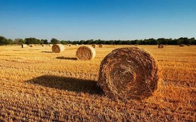 离田秸秆的出路在哪