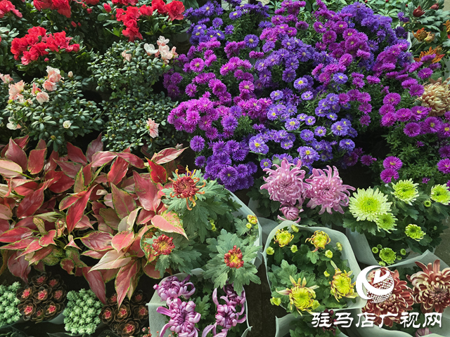 重阳节菊花热销 驻马店花卉市场秋意浓​​