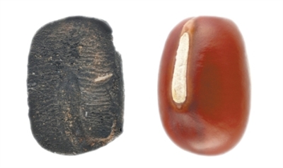 九千年前的炭化小豆（考古中国）