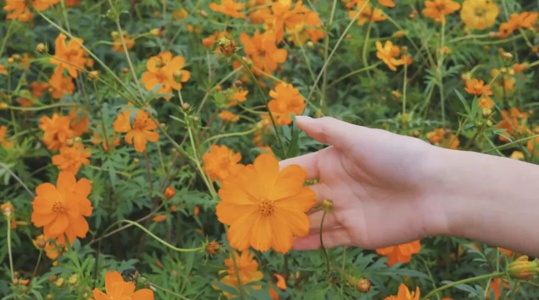 1031 共赴一场秋日菊宴