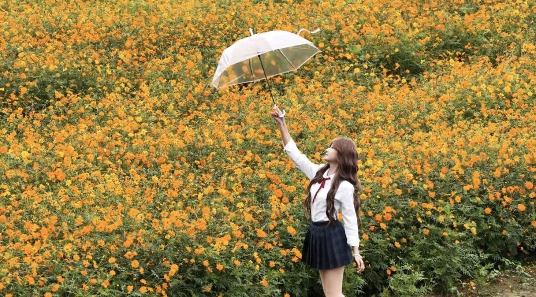 1031 共赴一场秋日菊宴