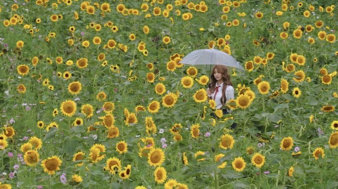 1031 共赴一场秋日菊宴