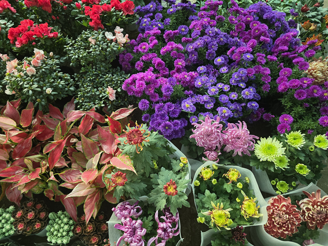 重阳节菊花热销 驻马店花卉市场秋意浓​​