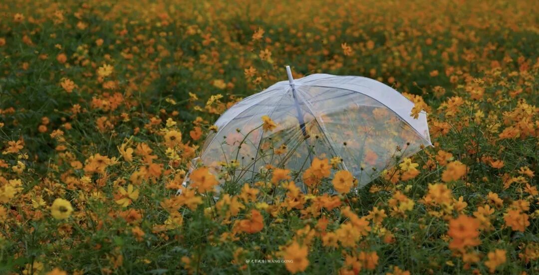 1031 共赴一场秋日菊宴