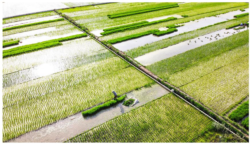 降雨增多,河南要扩大水稻种植吗?∣豫观察·河南的“南”题②