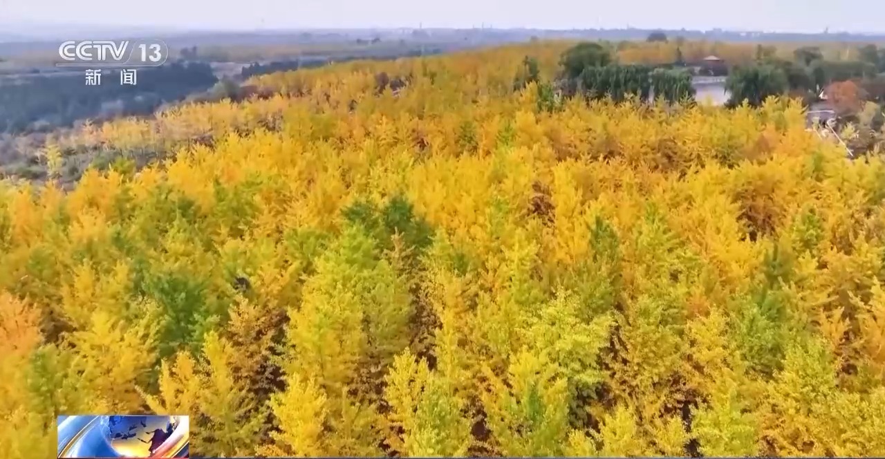 多地秋天“迟到早退” 秋季为何越来越短了？