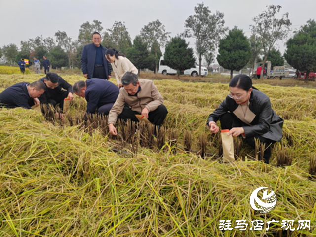 河南省优质食味粳稻测产暨机收减损现场观摩会在确山县举办 