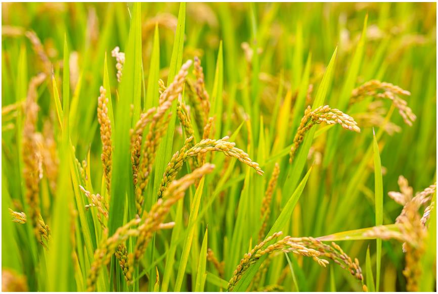 降雨增多,河南要扩大水稻种植吗?∣豫观察·河南的“南”题②