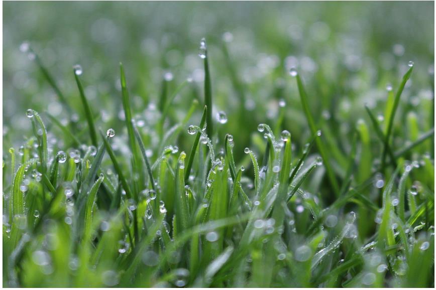 降雨增多,河南要扩大水稻种植吗?∣豫观察·河南的“南”题②