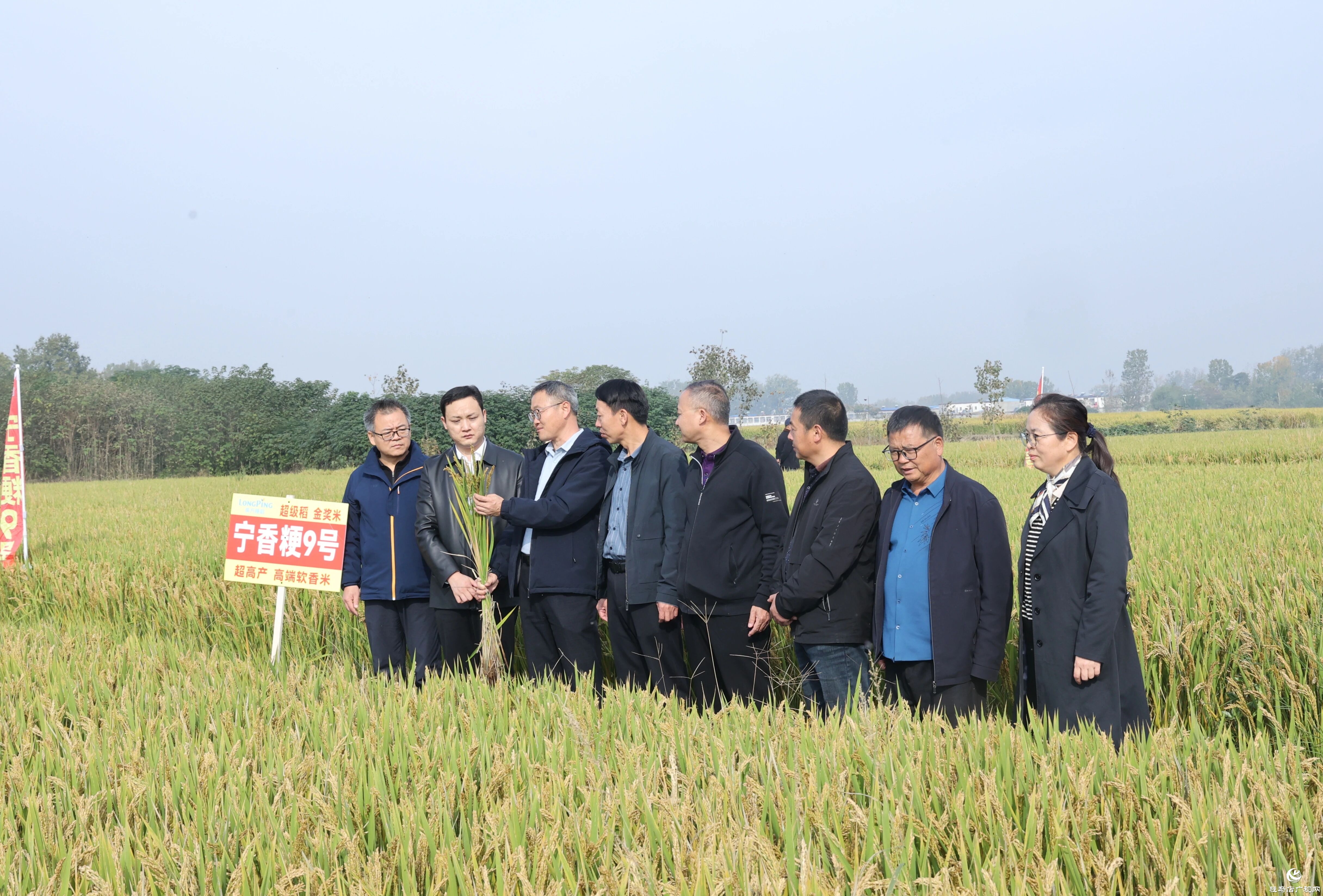 河南省优质食味粳稻观摩会在正阳县举行