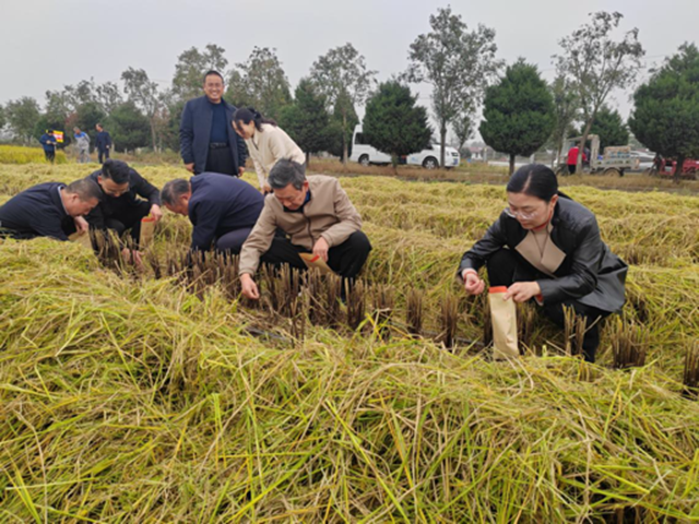 河南省优质食味粳稻测产暨机收减损现场观摩会在确山县举办 