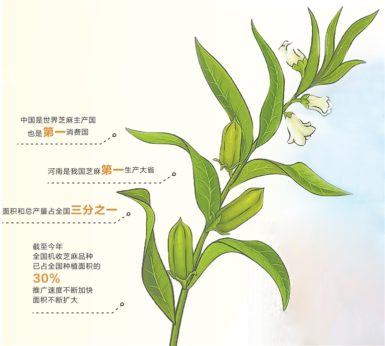 河南芝麻产业为啥“节节高”