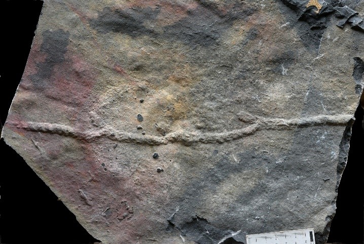 我国科学家发现最古老的动物“地下公寓”