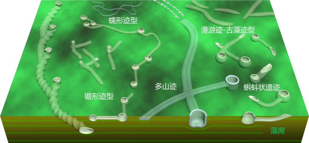 我国科学家发现最古老的动物“地下公寓”