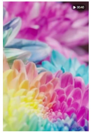 60飞阅中国 | 河南开封：一城菊香，满目宋韵