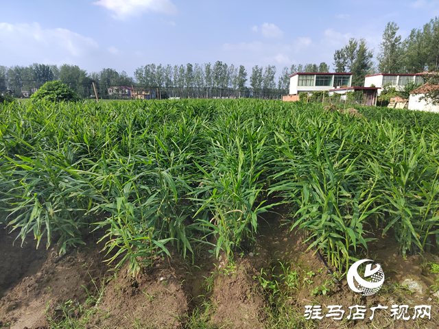 新蔡县余店镇：特色种养“结硕果” 乡村振兴“加速跑”