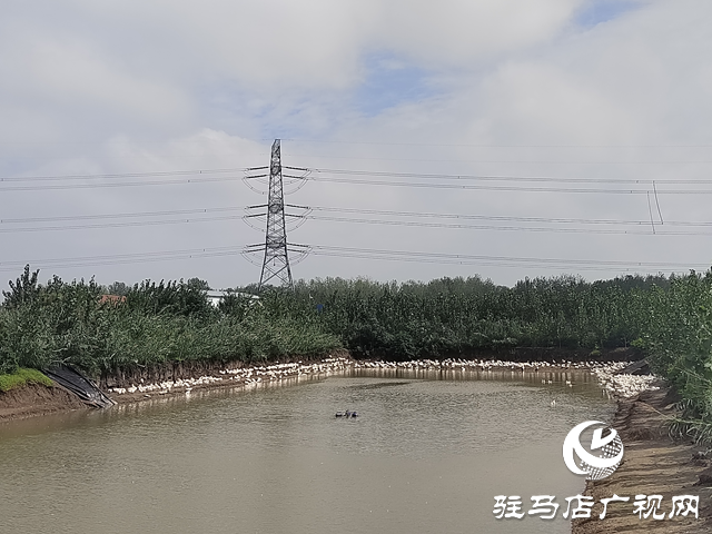 新蔡县余店镇：特色种养“结硕果” 乡村振兴“加速跑”