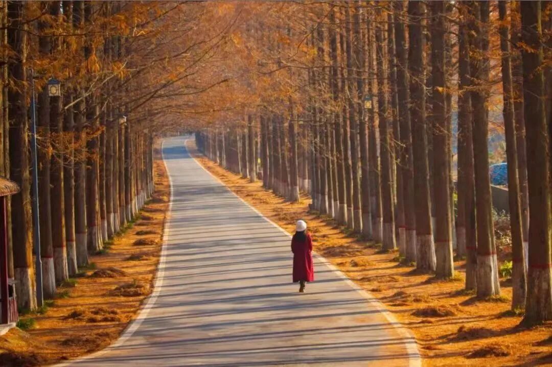 驻马店秋日漫步指南:抓住秋天的尾巴,在这几个地方邂逅最美时光