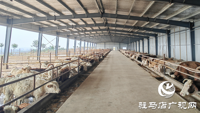 “牛”产业蹚出富民路