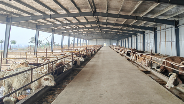 “牛”产业蹚出富民路