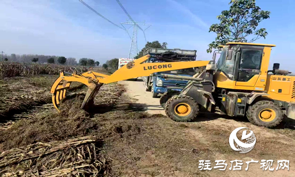 平舆县射桥镇:秸秆清运“加速度” 绘就乡村洁净新图景