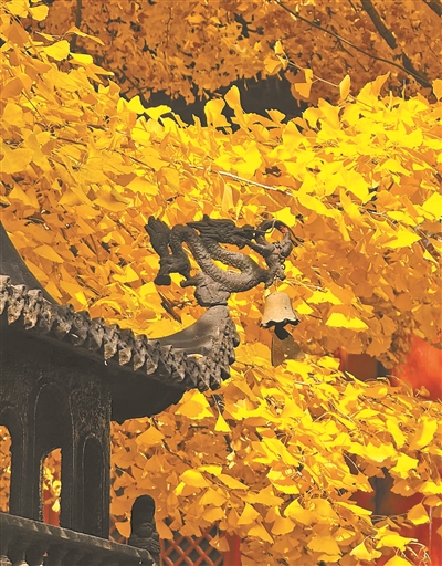 这道金黄的绝美秋景里藏着古韵京华