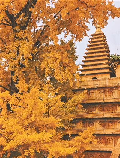 这道金黄的绝美秋景里藏着古韵京华