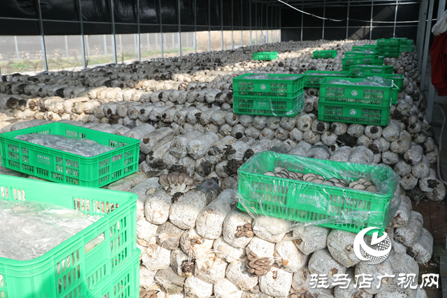 正阳县熊寨镇:小蘑菇撑起乡村振兴大产业
