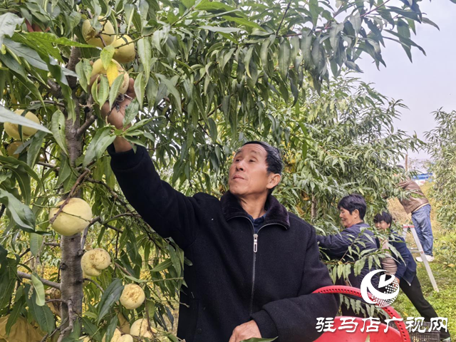 驿城区橡林村：万斤冬桃滞销 果农急寻销路盼援手