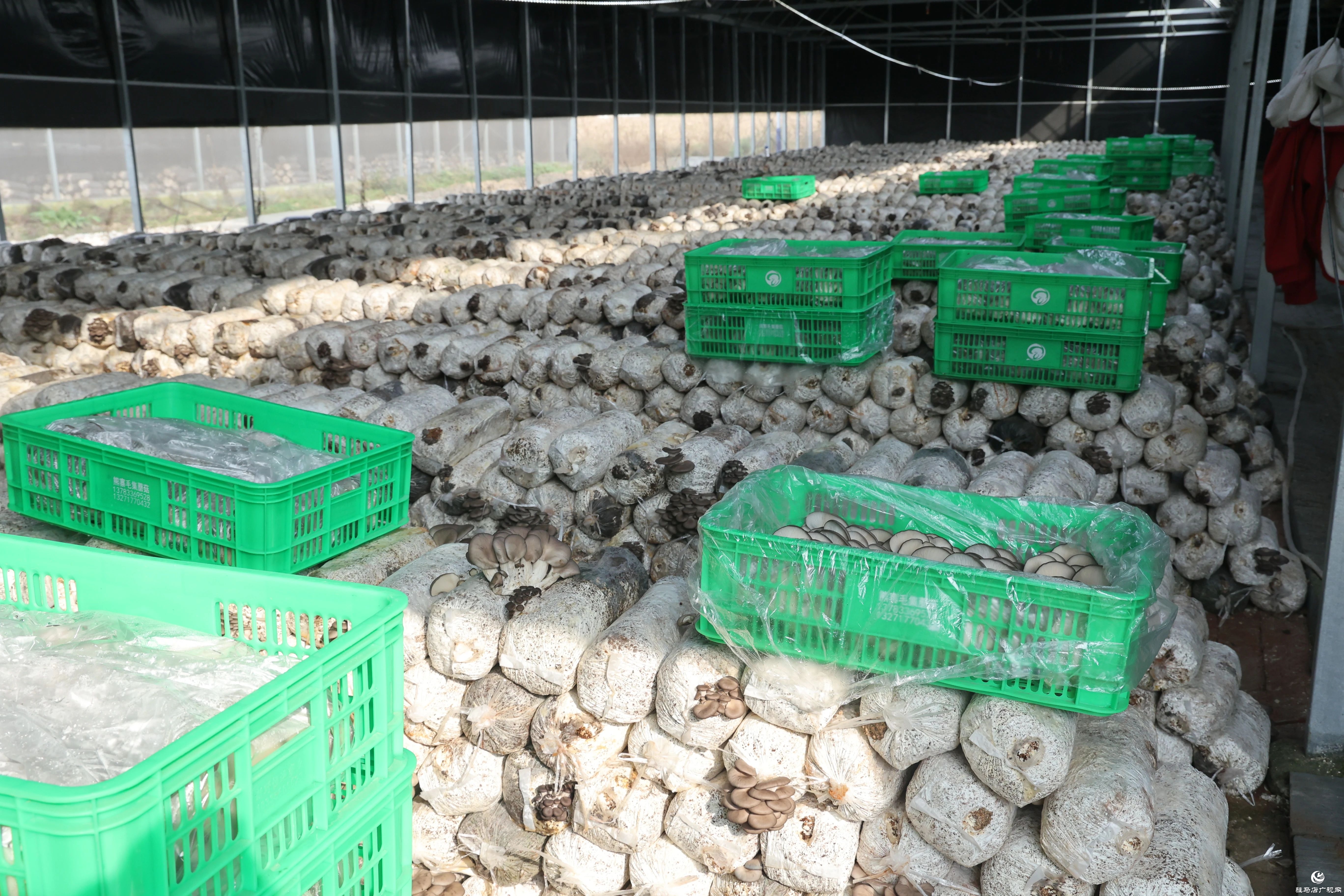 正阳县熊寨镇:小蘑菇撑起乡村振兴“致富伞”