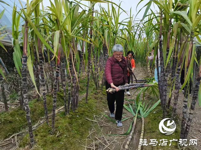 驿城区天中生态园甘蔗迎来丰收
