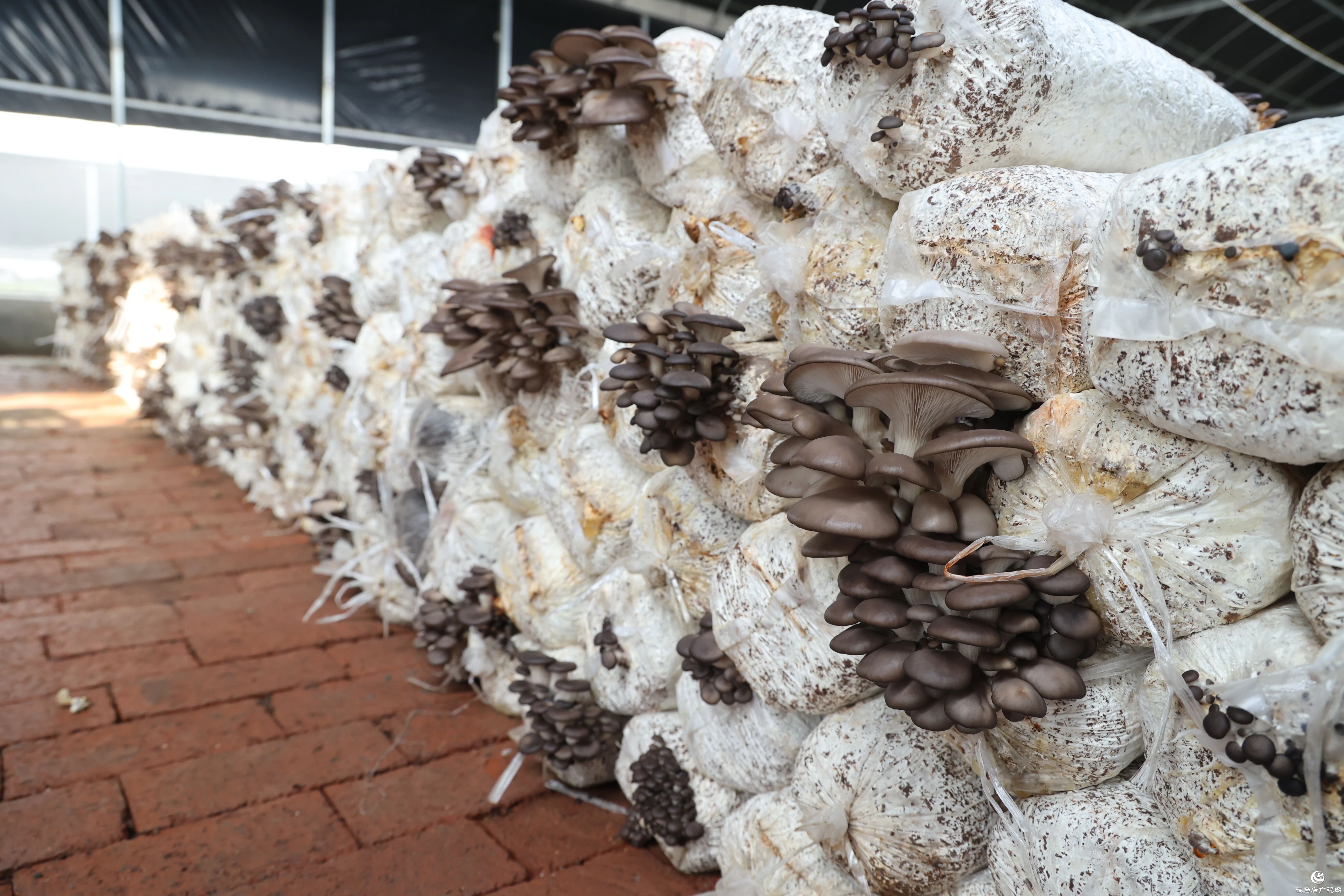 正阳县熊寨镇:小蘑菇撑起乡村振兴“致富伞”