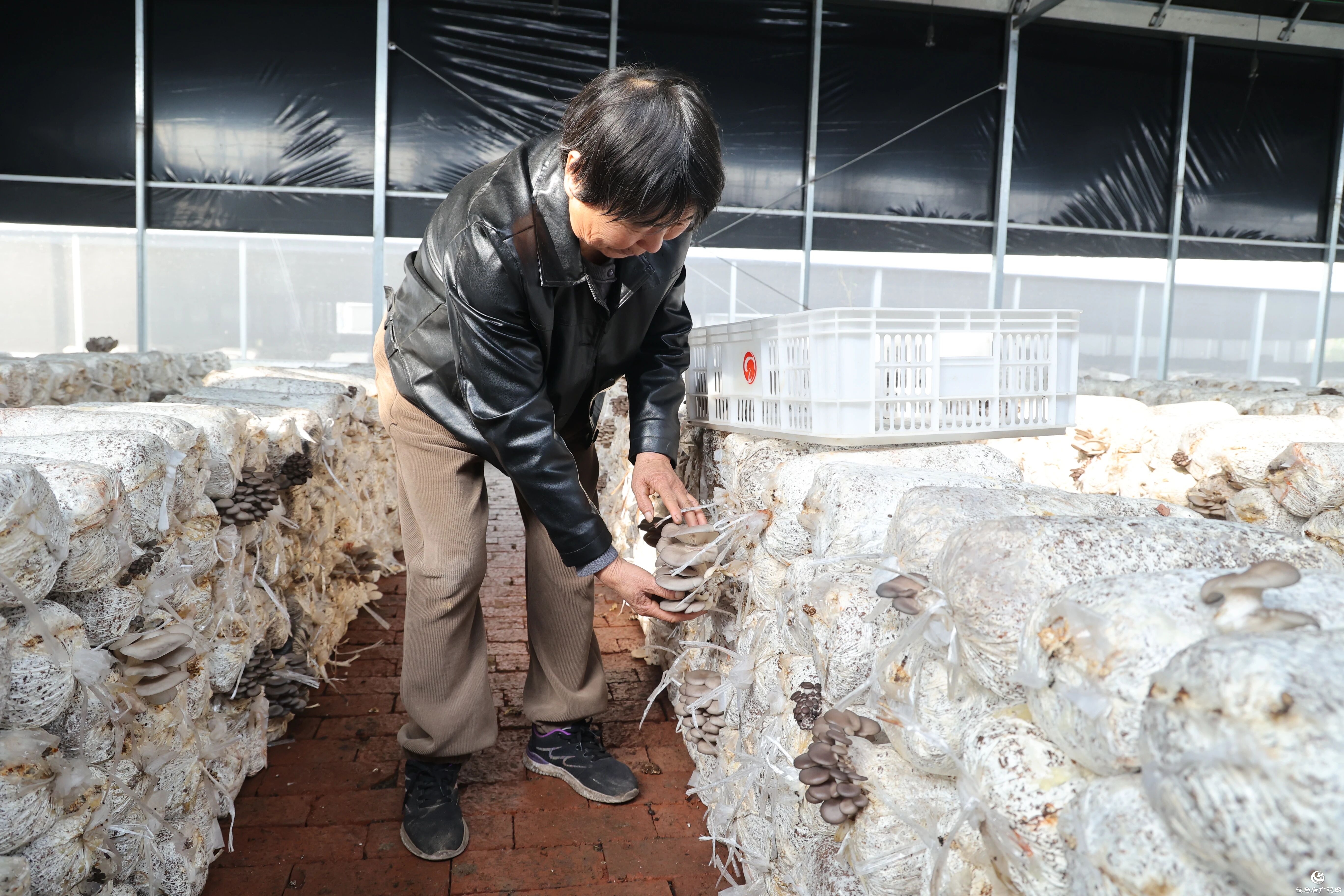 正阳县熊寨镇:小蘑菇撑起乡村振兴“致富伞”