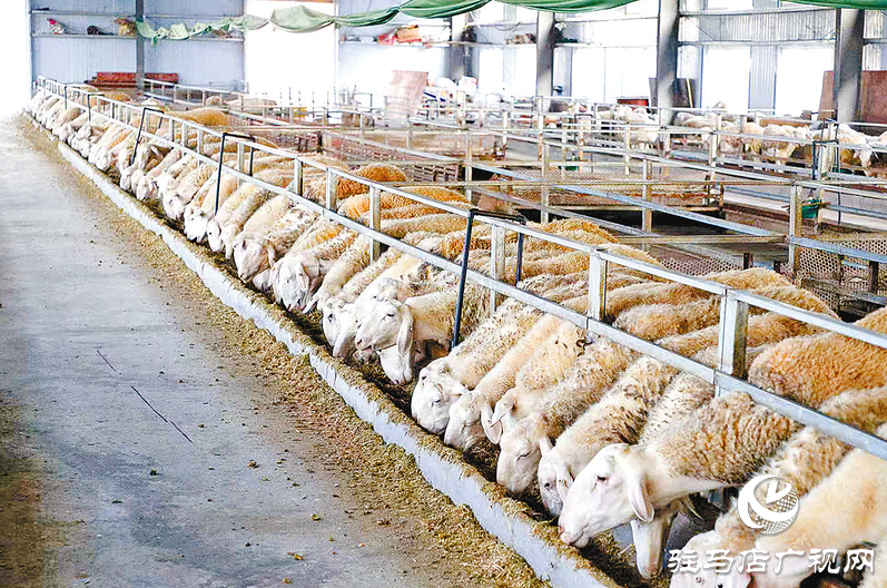 正阳县寒冻镇:串起绿色“生态链”绘出多元“共富图”