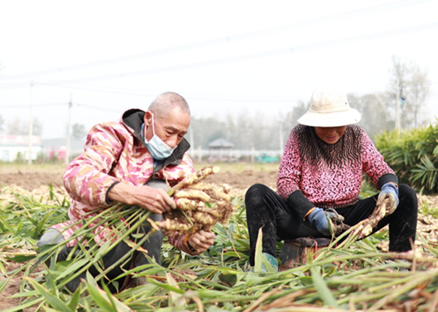 驿城区水屯镇：小生姜“撬动”大产业