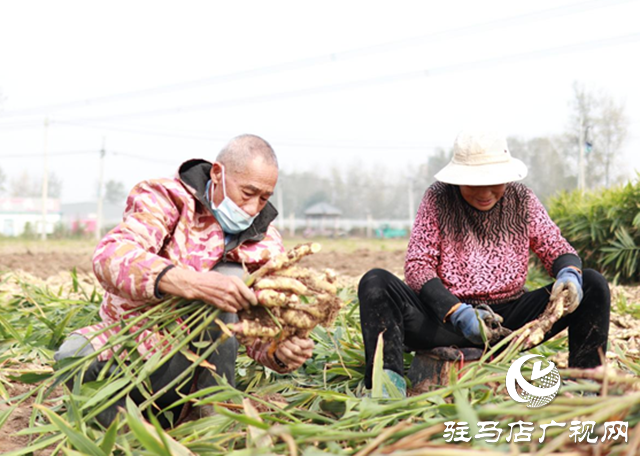 驿城区水屯镇:小生姜“撬动”大产业