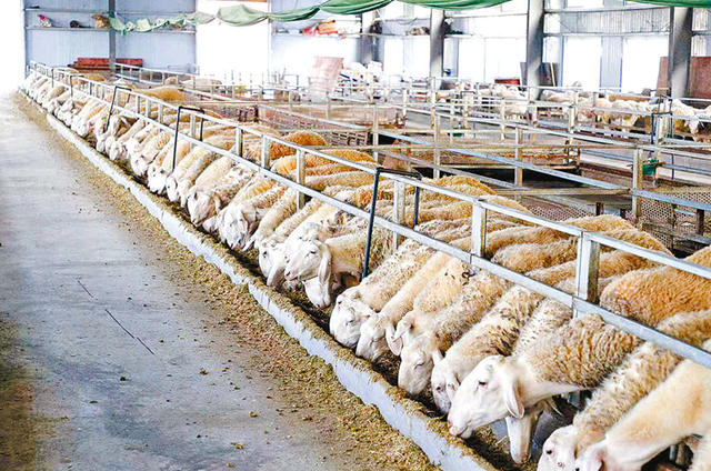 正阳县寒冻镇：串起绿色“生态链” 绘出多元“共富图”