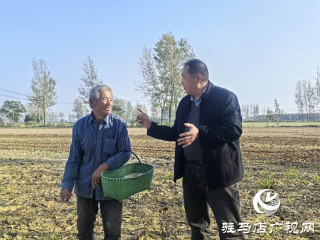驿城区：农技服务沉一线 秋播麦田“底气足”