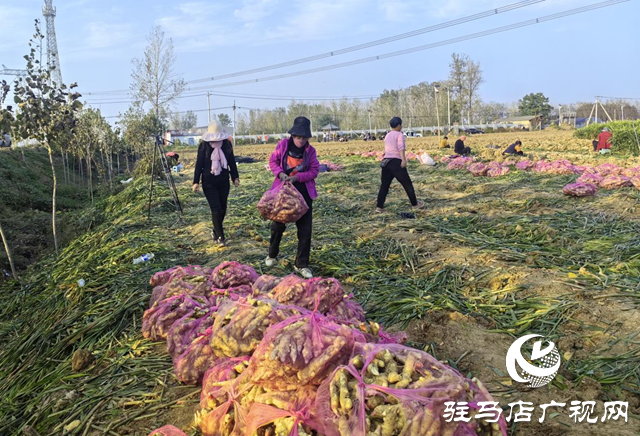 驿城区水屯镇:“姜”香满田助振兴 农户增收笑开颜