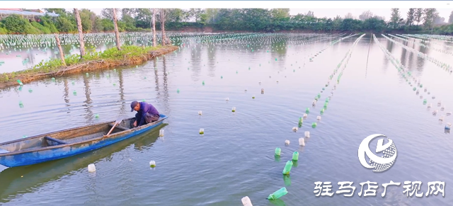 正阳县寒冻镇:串起绿色“生态链” 绘出多元“共富图”