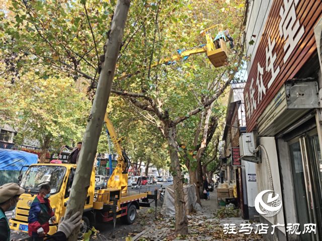 驻马店经济开发区：高效处置行道树安全隐患 精准修剪守护市民安全