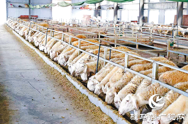 正阳县寒冻镇:串起绿色“生态链” 绘出多元“共富图”