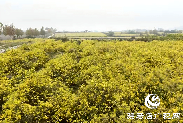 确山县瓦岗镇叶老庄村:野菊绽放“致富花” 绘就乡村振兴新画卷