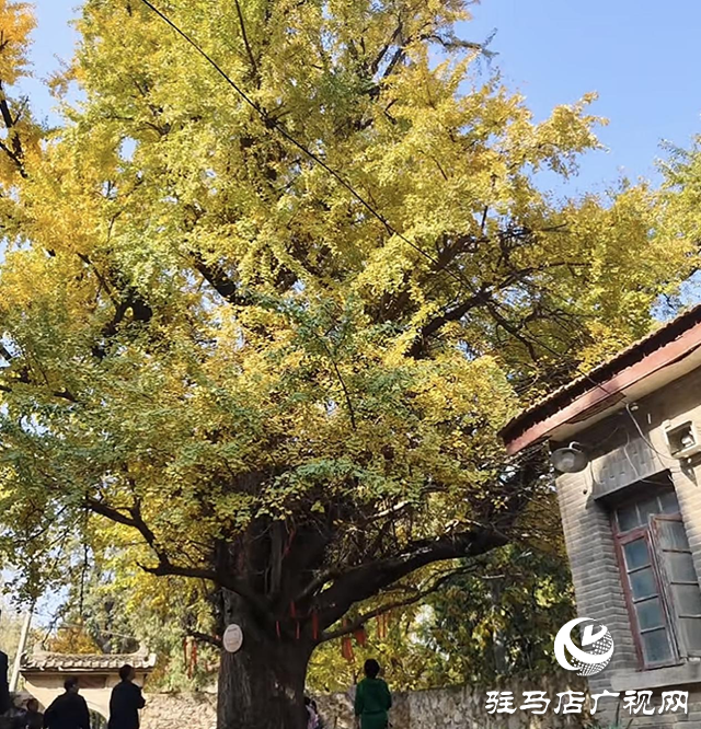 确山北泉寺千年银杏披“金甲”满树诗意醉游人