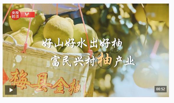习近平广东行丨富民兴村“柚”产业——走进南福金柚种植基地