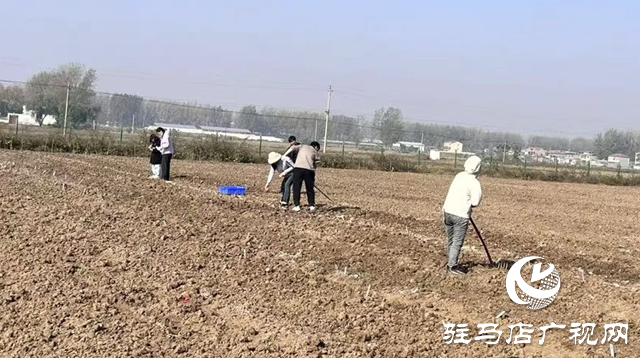 晚播小麦如何保丰收?平舆县农技专家开出四剂“良方”