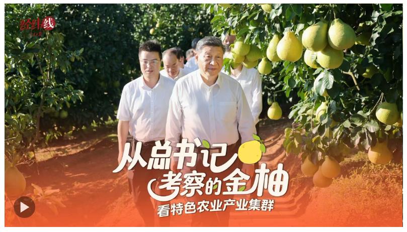 经纬线·从总书记考察的金柚，看特色农业产业集群