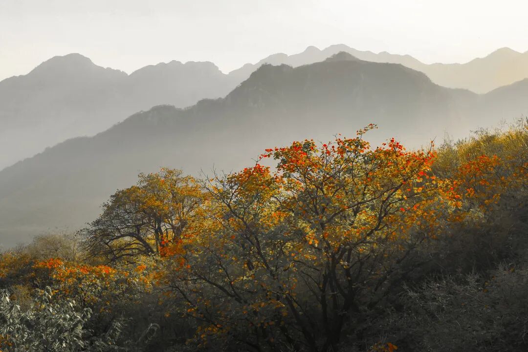 重磅!驻马店秋日美景强势上榜微博旅游推荐,这份赏秋指南请收好!