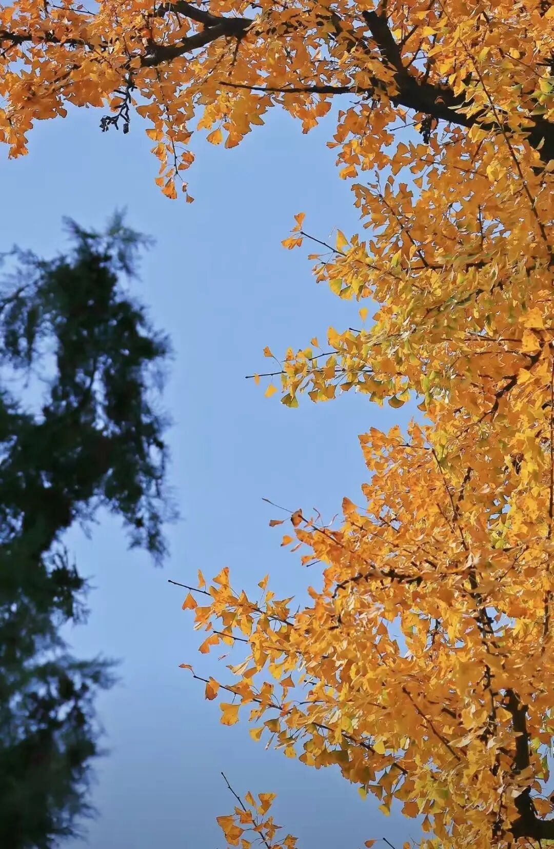 重磅!驻马店秋日美景强势上榜微博旅游推荐,这份赏秋指南请收好!