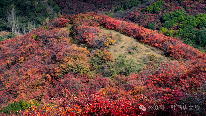 重磅!驻马店秋日美景强势上榜微博旅游推荐,这份赏秋指南请收好!